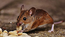 24 Hour & Emergency Exterminators in Northwood, NH